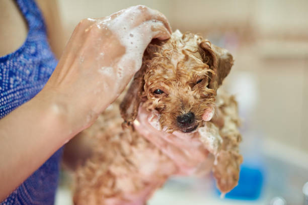 istock Grooming puppy service 823925342