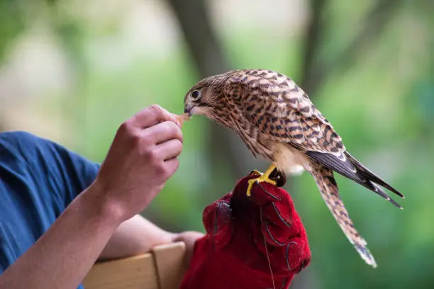 Photo of Young falcon with his trainer