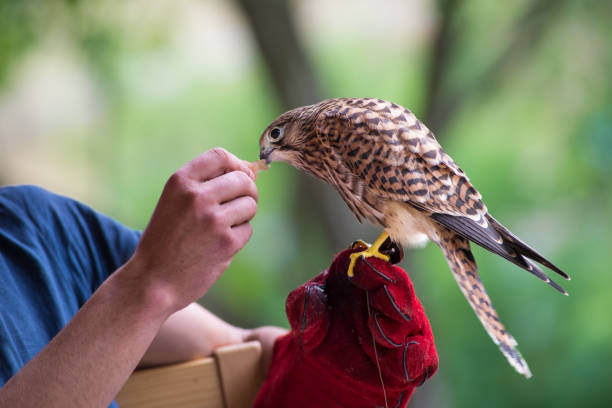 jovem falcão com seu treinador - falconry glove - fotografias e filmes do acervo