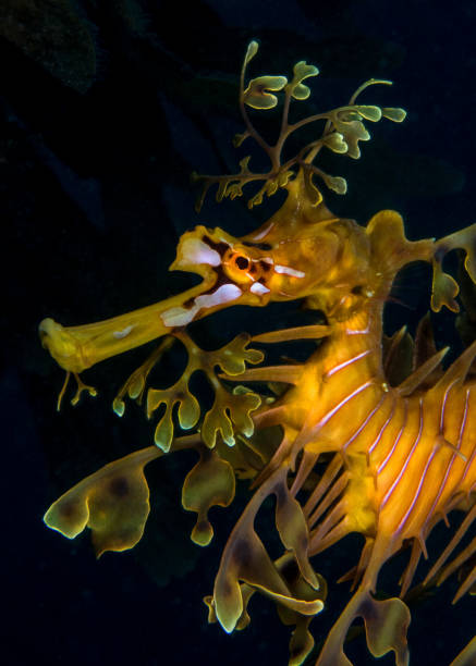 Leafy Seadragon Beautiful and elegant creature you can found only in South and East of Australia seadragons photos stock pictures, royalty-free photos & images