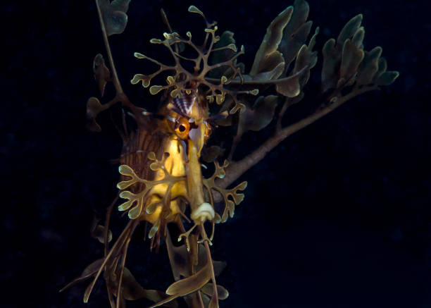 Leafy Seadragon Beautiful and elegant creature you can found only in South and East of Australia seadragons photos stock pictures, royalty-free photos & images