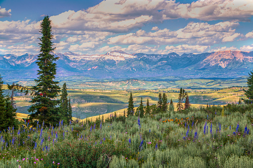 Foreground Wyoming Wildflowers with Sawtooth Mountains in the Background