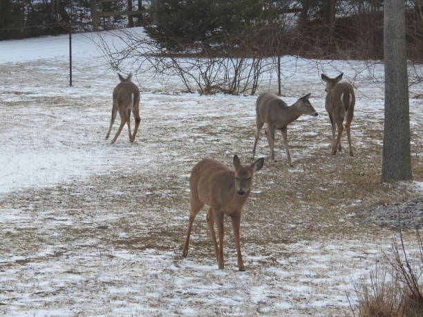 istock Michigan Scenery & Wildlife 823945568