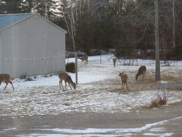 istock Michigan Scenery & Wildlife 823945676