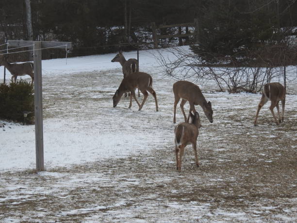istock Michigan Scenery & Wildlife 823946458