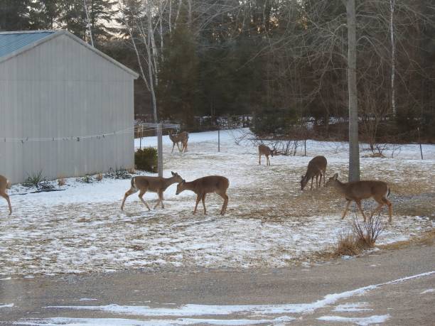 istock Michigan Scenery & Wildlife 823947908