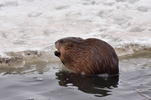 istock muskrat (Ondatra zibethicus) rodent,wildlife shot 823950576