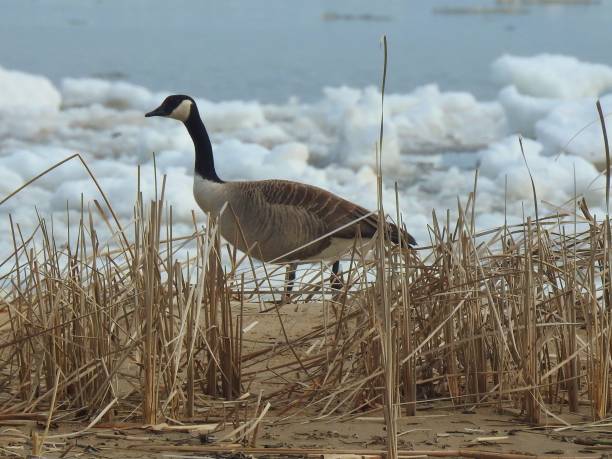istock Michigan Scenery & Wildlife 823950616