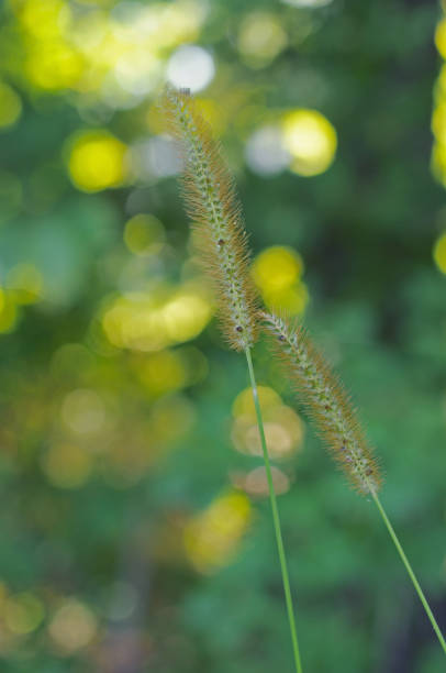 istock Grass Straws Glenville  New York 823950816