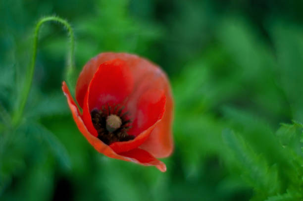 istock Poppy flower Red  Schenectady 823950882