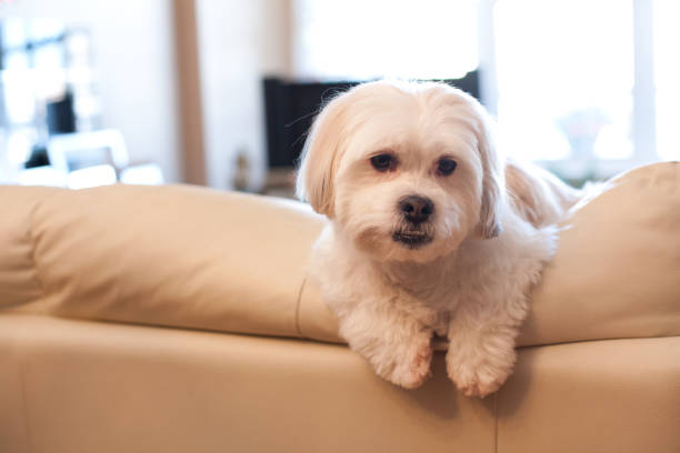 istock dog hanging out at home 823956626