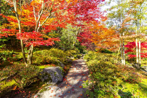 istock Japanese Garden in Autumn 823962462