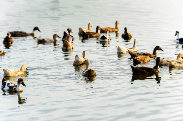 istock Ducks swimming in the water 823962980