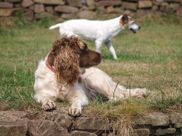 istock English Springer Spaniel dog laying on the grass 823965994