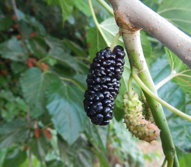 Black mulberry stock photo