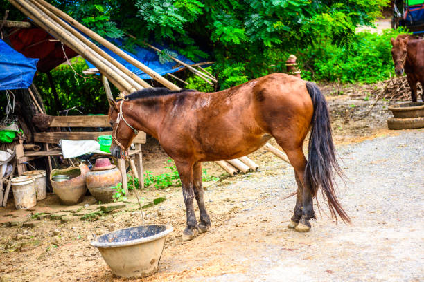 istock Beautiful Horse 823969888