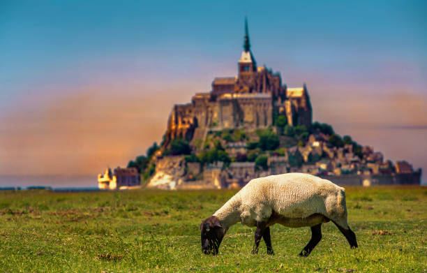 Sheep Grazing Near Saint Michaels Mount Normandy France Stock