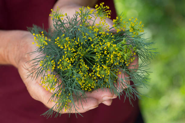 dill - dill fennel isolated herb stock-fotos und bilder