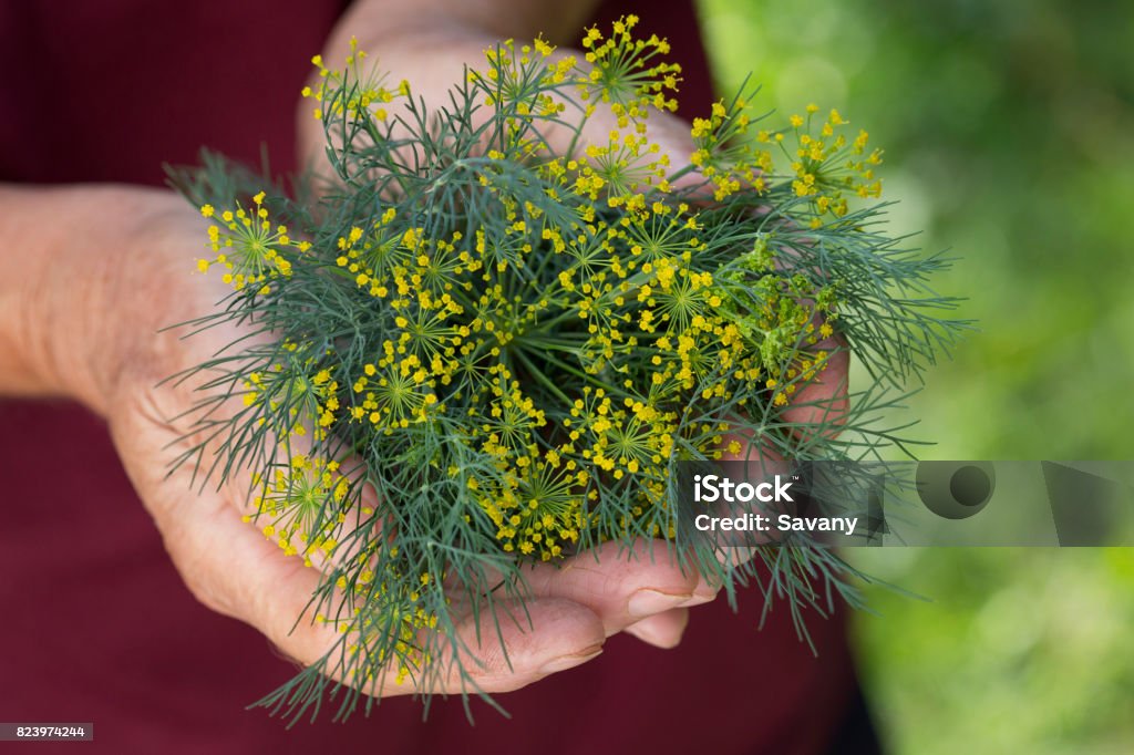 Dill Woman is holding in her hands dill Dill Stock Photo
