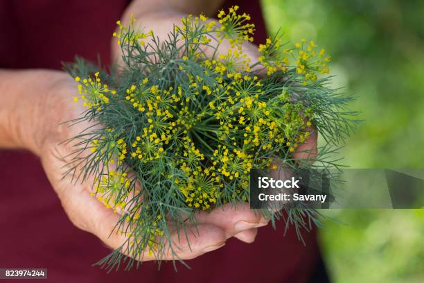 Dill Stock Photo - Download Image Now - Dill, Fennel, Plant