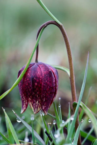 istock Snake's Head Fritillary 823978504