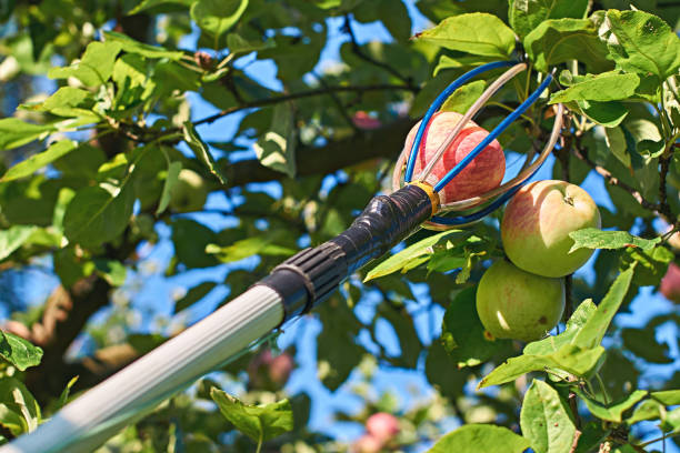 Fruit picking tool with an extension pole stock photo
