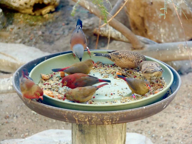 istock Colorful Birds at Bird Feeder 823985000