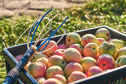 Fresh harvested apples in the crate and a fruit picking tool