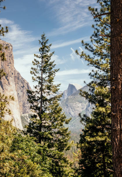 istock Rock El Capitan and the Yosemite Forest 823985646