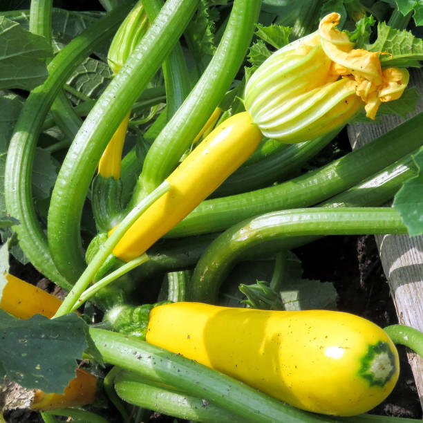 istock Toronto High Park zucchini 2017 823986344