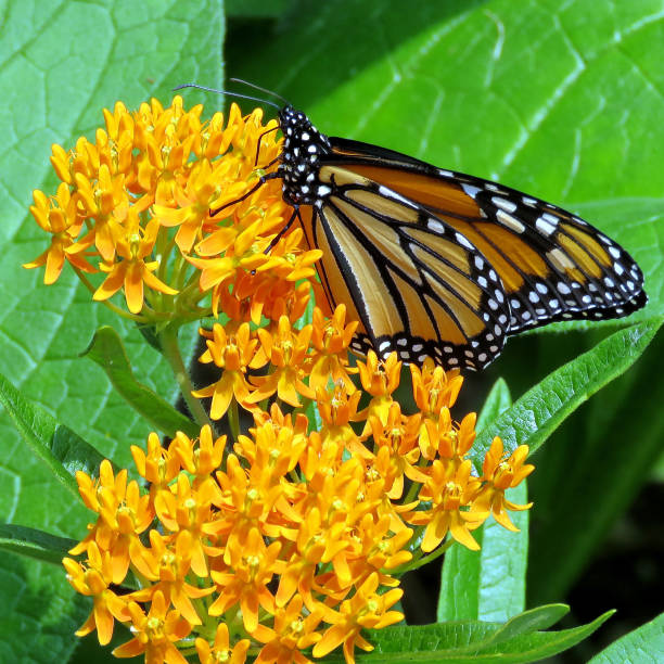 istock Toronto High Park Monarch Butterfly 2017 823986374