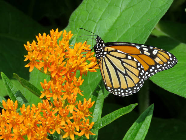 istock Toronto High Park Monarch Butterfly on a flower 2017 823986434