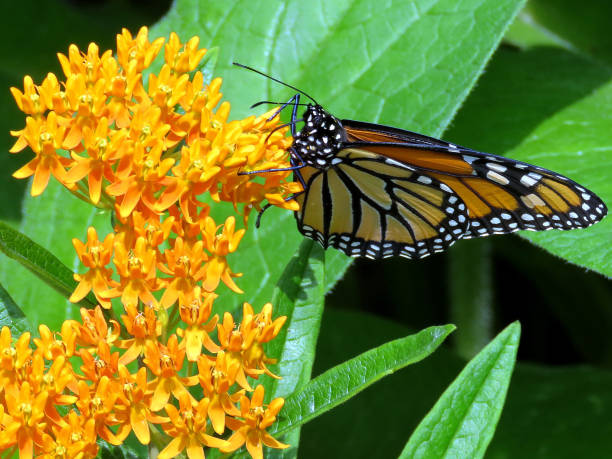 istock Toronto High Park the Monarch Butterfly 2017 823986528