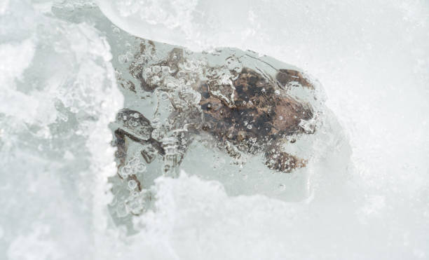 Frozen Frog at The Gol Mountain Area in Norway