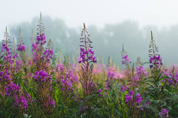 istock Morning landscape and red wild flowers 823993162