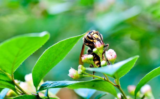istock hornet gathers nectar from a flowering shrub 823995752