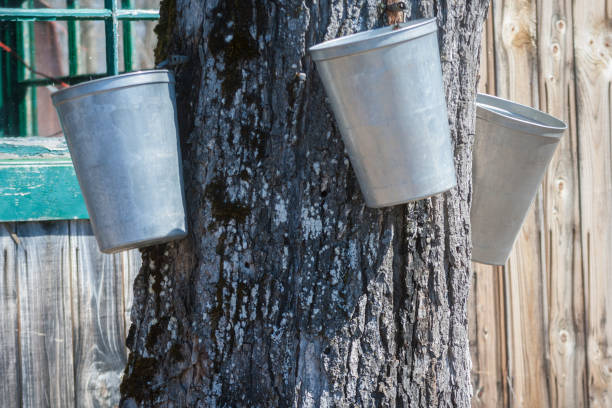 istock Three buckets and their spouts used to collect maple sap, which will become maple syrup. 823999658