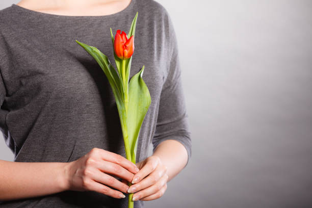 istock Female holding red flower. 824001882
