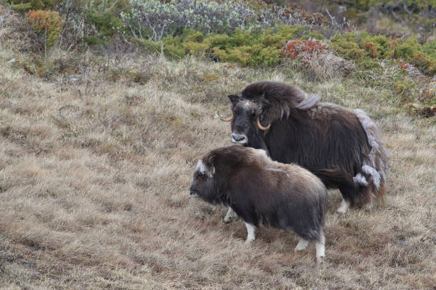 istock Musk oxEn Dovrefjell National Park Norway 824001978