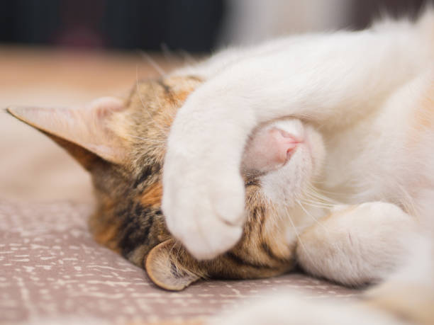 恥ずかしがり屋の猫のベッドの上 - blush ストックフォトと画像