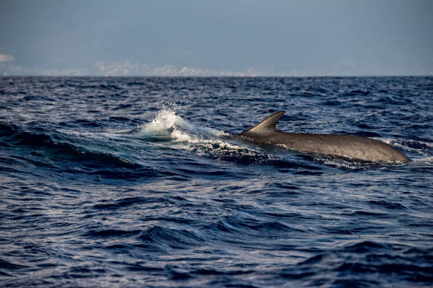 istock Fin Whale endangered specie rare to see 824010324