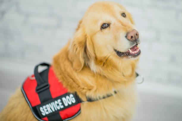 Service Dog A purebred golden retriever dog is wearing a animal harness to indicate it is a service dog that will aid blind, visually impaired, or special needs people to stay safe. service dog stock pictures, royalty-free photos & images