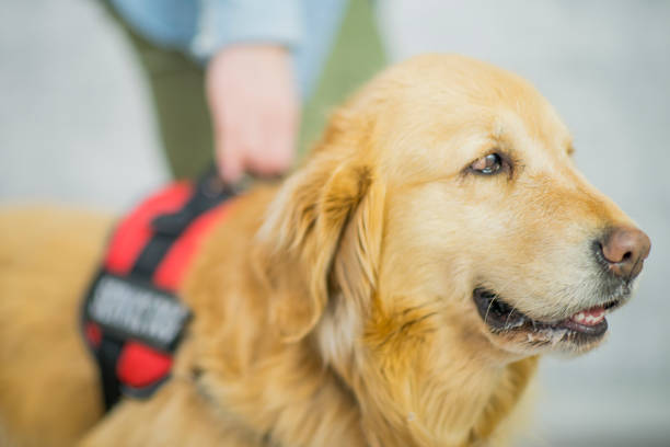 istock Big Job for Service Dog 824016528