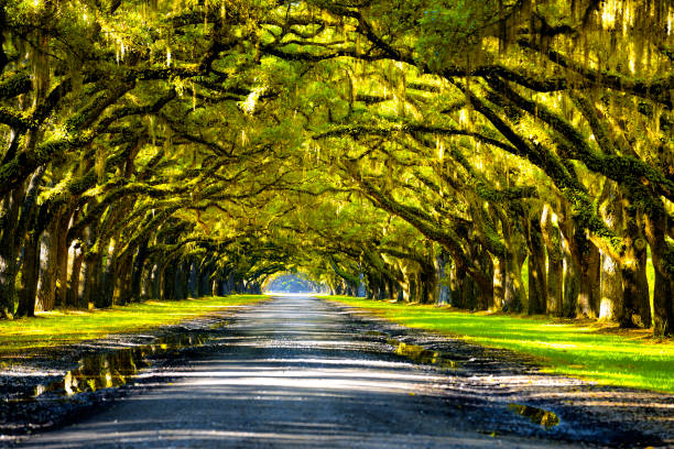 oak road - tree forest oak tree landscape imagens e fotografias de stock