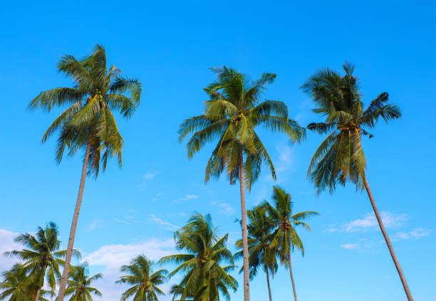 istock Sunny day on exotic island in Hawaii. Coco palm tree leaf and crowns on blue sky background. 824017924