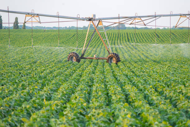 istock Agricultural irrigation system watering soya beans field 824021172