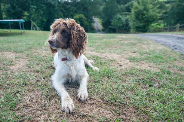 istock English Springer Spaniel dog laying on the grass 824023534