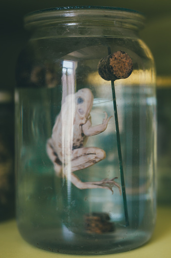 Preserved frog in a jar for experiment