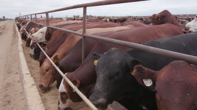Close-up tracking shot of cows being fed in a feedlot