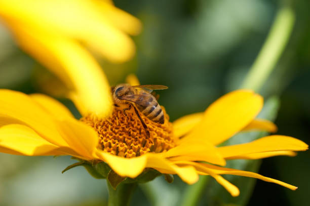 istock Bee on flower collecting nectar. Honey bee on yellow diasy 824027352